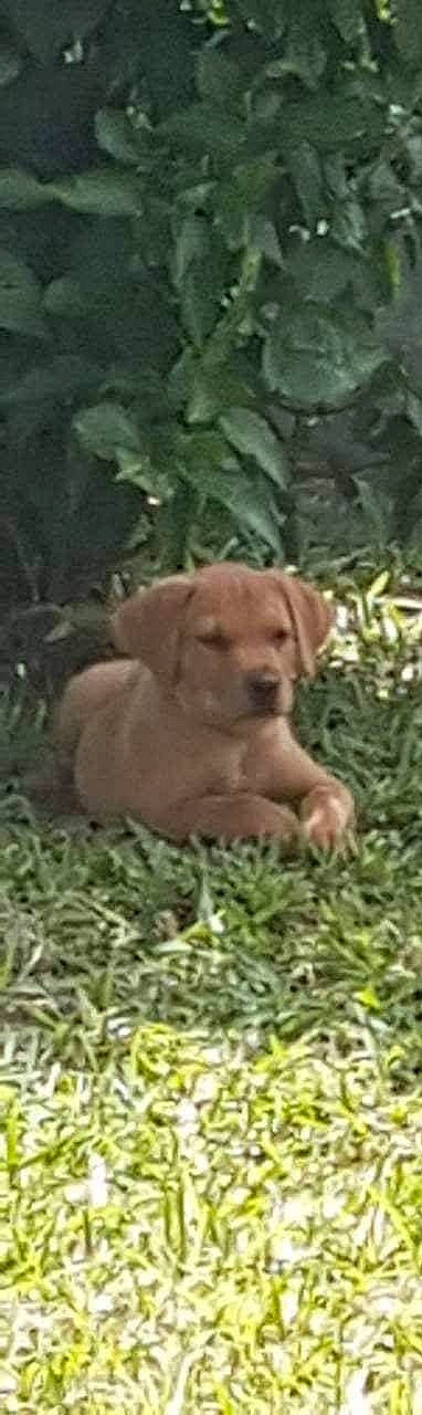 Adam participe au concours pour gagner de l'argent avec cette photo : broholmer, canidae, carnivore, chesapeake_bay_retriever, dog, dog_breed, fawn, labrador_retriever, mammal, pointing_breed, puppy, retriever, sporting_group, vertebrate, vizsla