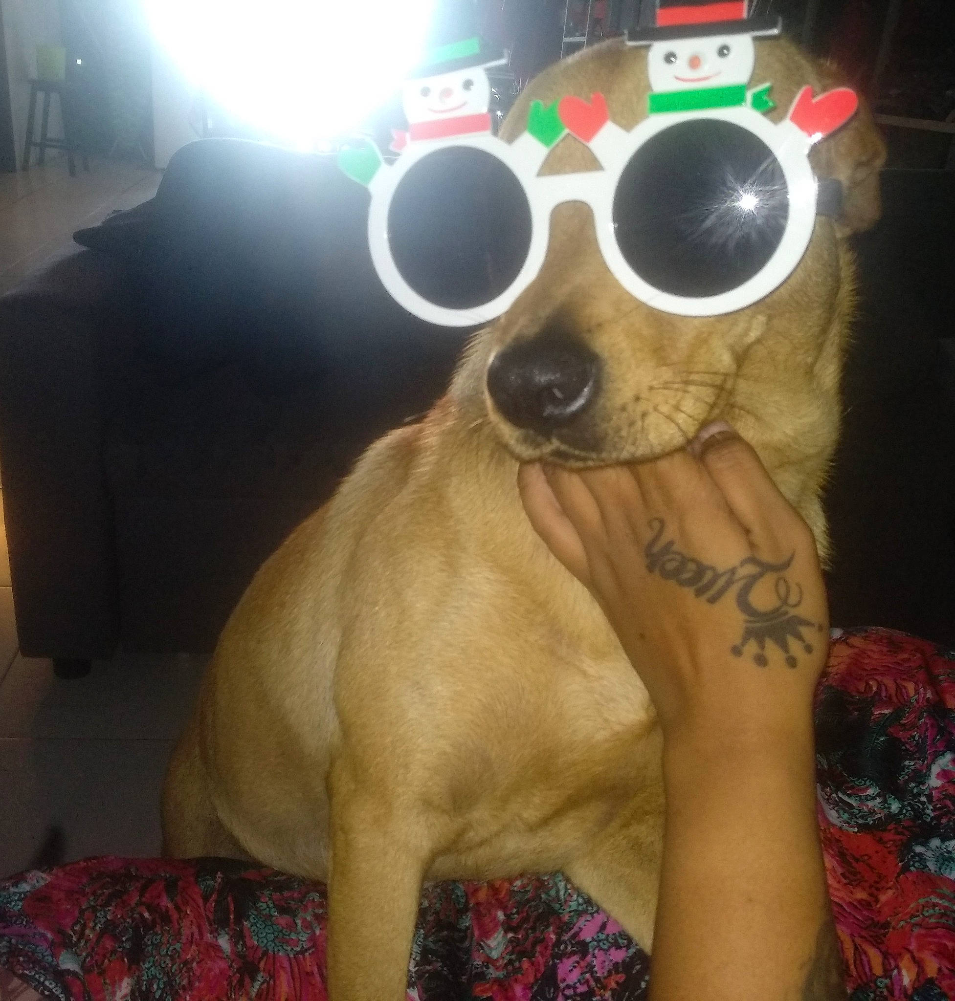 Adam a rejoint le concours — aidez-le/la à gagner de superbes lots ! canidae, carnivore, cool, dog, dog_breed, eyewear, fawn, glasses, headgear, personal_protective_equipment, snout, sunglasses, whiskers