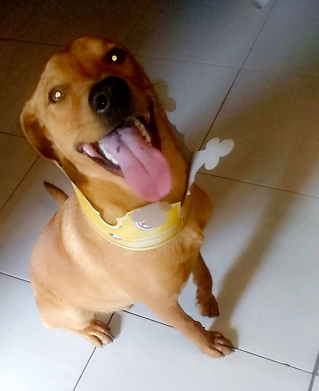 Adam a rejoint le concours — aidez-le/la à gagner de superbes lots ! beagador, canidae, caramel_color, carnivore, companion_dog, dachshund, dog, dog_breed, fawn, mammal, nose, puppy, snout, sporting_group, vizsla