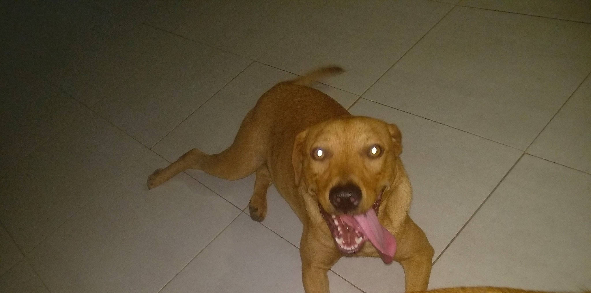 Adam a rejoint le concours — aidez-le/la à gagner de superbes lots ! american_pit_bull_terrier, beagador, broholmer, canidae, carnivore, dog, dog_breed, fawn, labrador_retriever, mammal, pit_bull, snout, sporting_group, vertebrate, vizsla