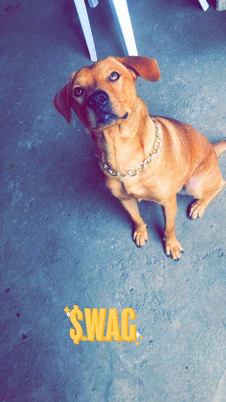 Adam a rejoint le concours — aidez-le/la à gagner de superbes lots ! american_pit_bull_terrier, beagador, canidae, carnivore, companion_dog, dog, dog_breed, fawn, mammal, pit_bull, rare_breed_dog, rhodesian_ridgeback, snout, sporting_group, vertebrate, vizsla, working_dog