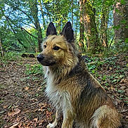 Saïko a rejoint le concours — aidez-le/la à gagner de superbes lots ! dog, forest, wet_fur, nature, trees, leaves, outdoor, animal, canine, woods, sitting, brown_fur, black_fur, greenery, adventure, wildlife, moss, branches, daylight, quiet