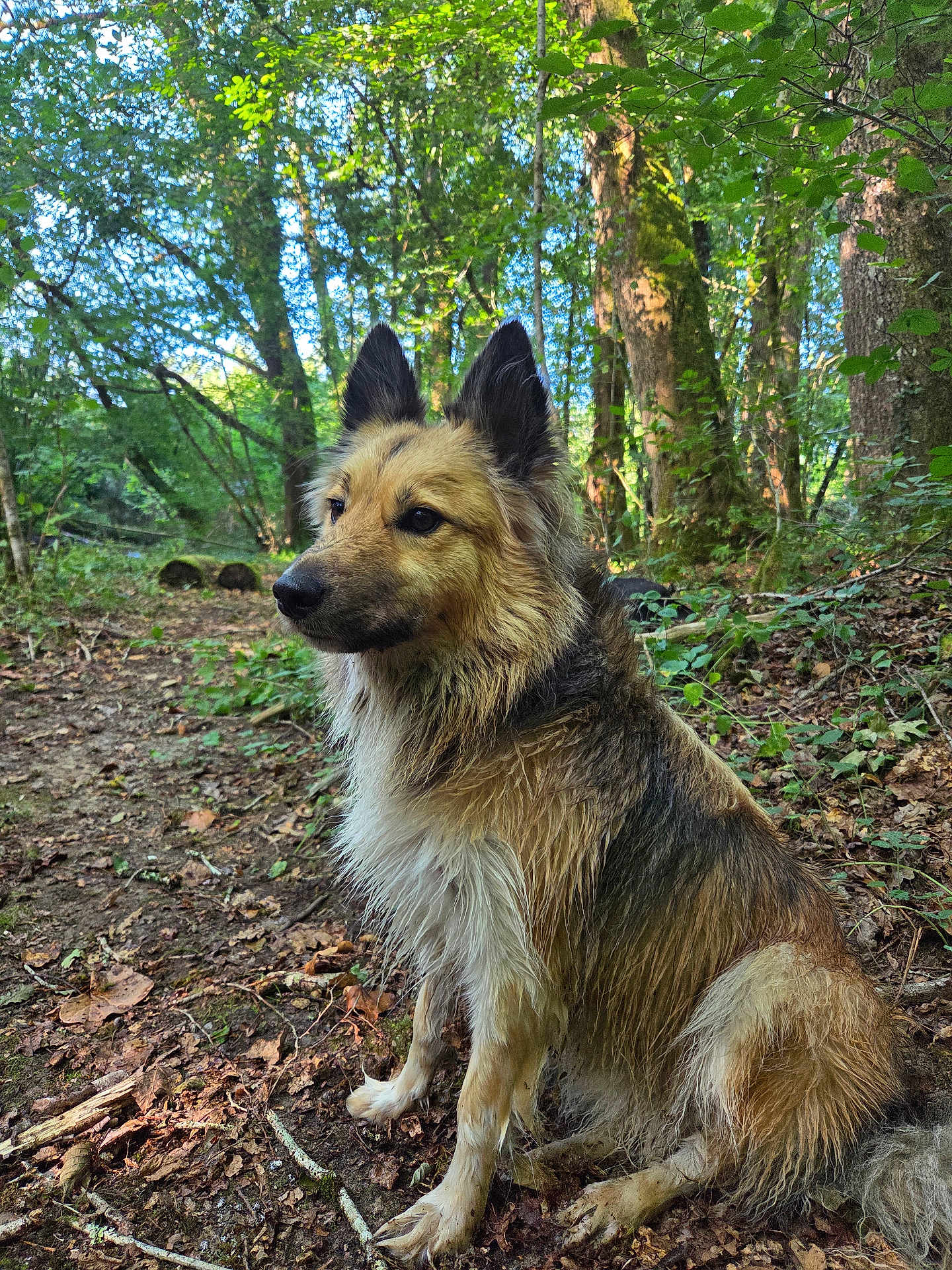 Saïko a rejoint le concours — aidez-le/la à gagner de superbes lots ! dog, forest, wet_fur, nature, trees, leaves, outdoor, animal, canine, woods, sitting, brown_fur, black_fur, greenery, adventure, wildlife, moss, branches, daylight, quiet