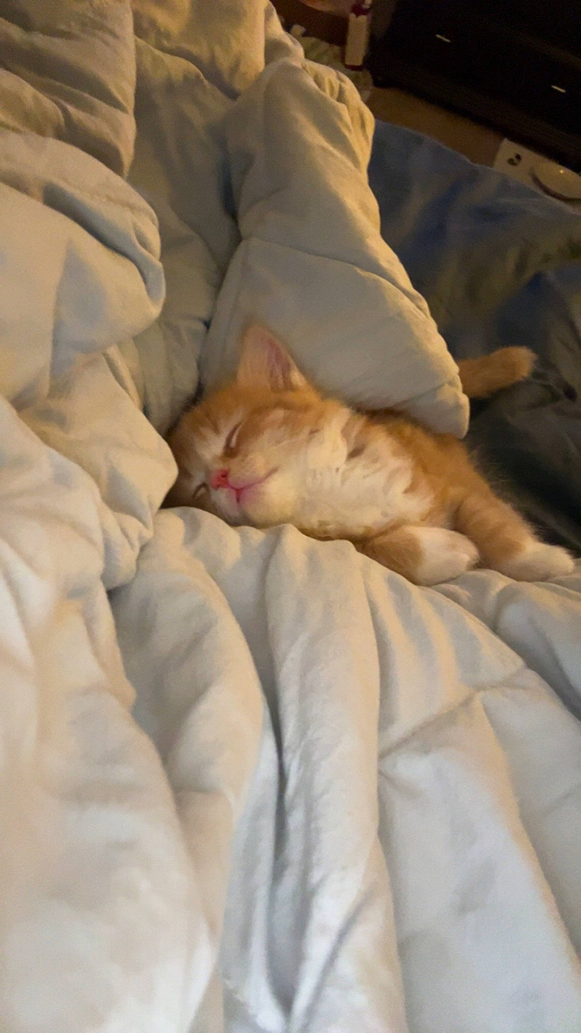 Beans joined the competition — help win amazing prizes! bed, bed_sheet, bedding, blanket, carnivore, cat, comfort, domestic_short_haired_cat, duvet, fawn, felidae, fur, linens, nap, sleep, small_to_medium_sized_cats, tail, terrestrial_animal, textile, whiskers