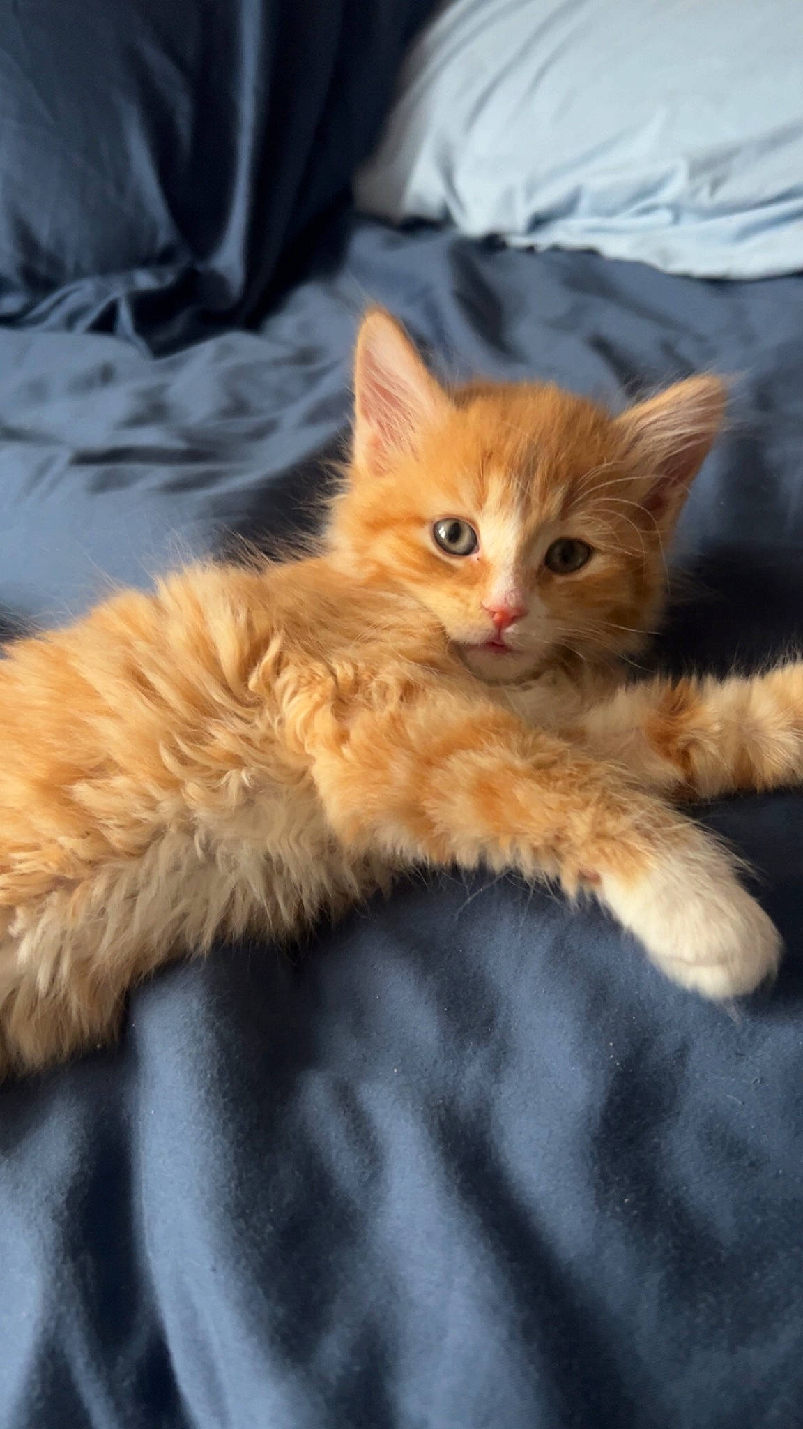 Beans is registered to the contest to win money with this photo: carnivore, cat, claw, comfort, domestic_short_haired_cat, fawn, felidae, fur, paw, peach, small_to_medium_sized_cats, snout, tail, whiskers