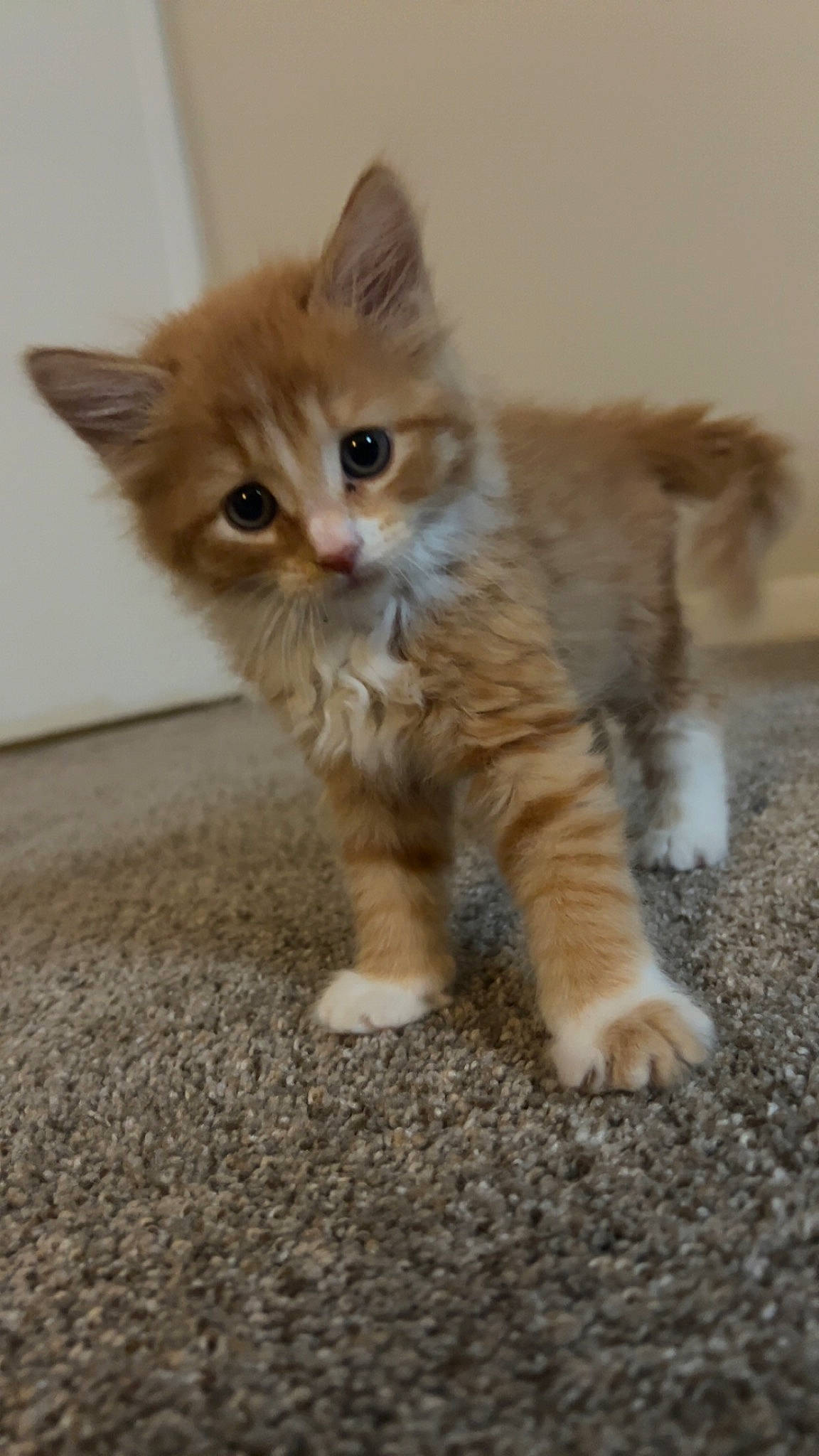 Beans is registered to the contest to win money with this photo: balinese, canidae, carnivore, cat, cat_toy, claw, companion_dog, domestic_short_haired_cat, fawn, felidae, flooring, fur, paw, photo_caption, sitting, small_to_medium_sized_cats, snout, tail, terrestrial_animal, whiskers