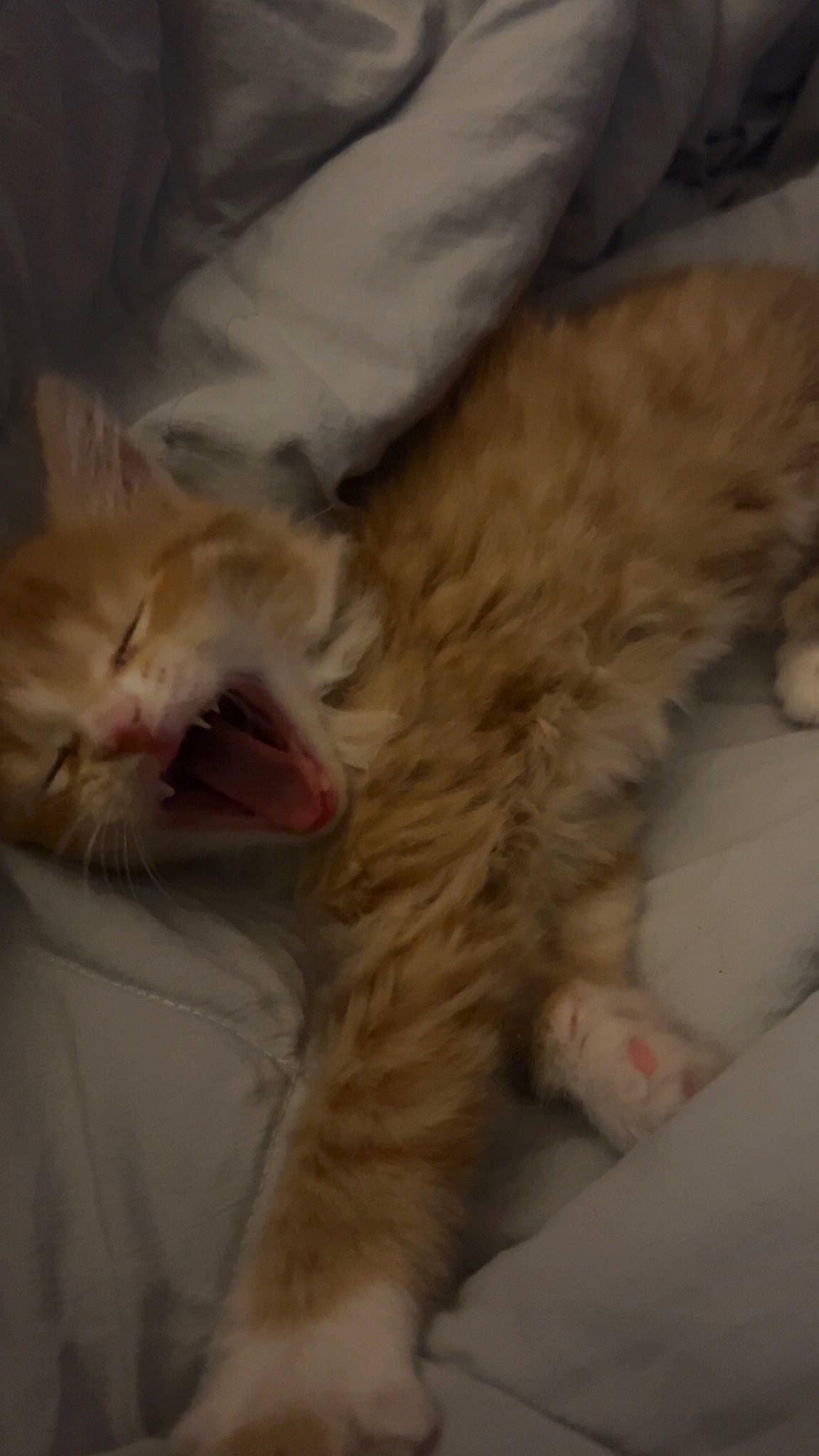 Beans joined the competition — help win amazing prizes! bed, carnivore, cat, claw, comfort, domestic_short_haired_cat, ear, eye, fawn, felidae, fur, gesture, mammal, nap, paw, sleep, small_to_medium_sized_cats, snout, tail, whiskers