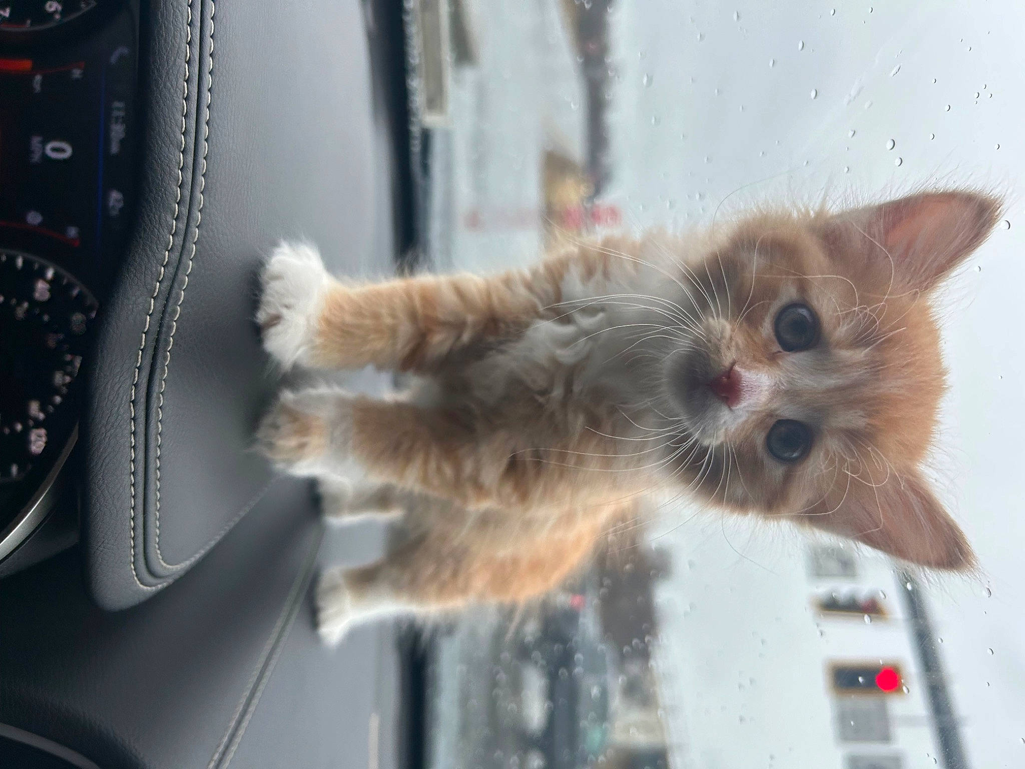 Beans is registered to the contest to win money with this photo: auto_part, automotive_exterior, carnivore, cat, claw, domestic_short_haired_cat, fawn, felidae, fur, paw, personal_luxury_car, small_to_medium_sized_cats, snout, tail, vehicle, vehicle_door, water, whiskers, window, windshield