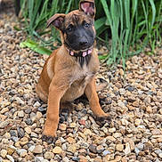 Bonnie a rejoint le concours — aidez-le/la à gagner de superbes lots ! puppy, dog, young_dog, sitting, outdoor, rocks, plants, greenery, fur, collar, pet, animal, cute, curious, ears, face, brown, black, nature, portrait