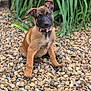 puppy, dog, young_dog, sitting, outdoor, rocks, plants, greenery, fur, collar, pet, animal, cute, curious, ears, face, brown, black, nature, portrait