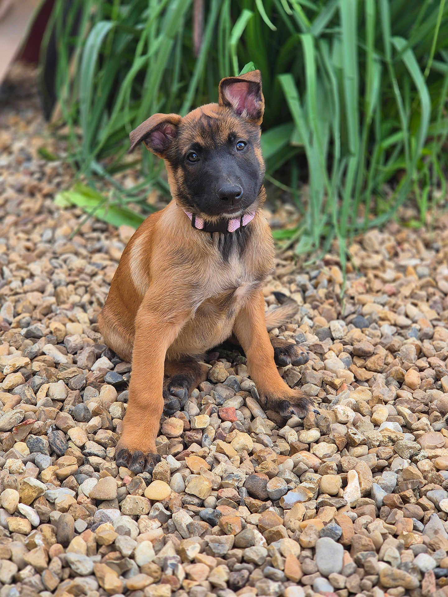 Bonnie