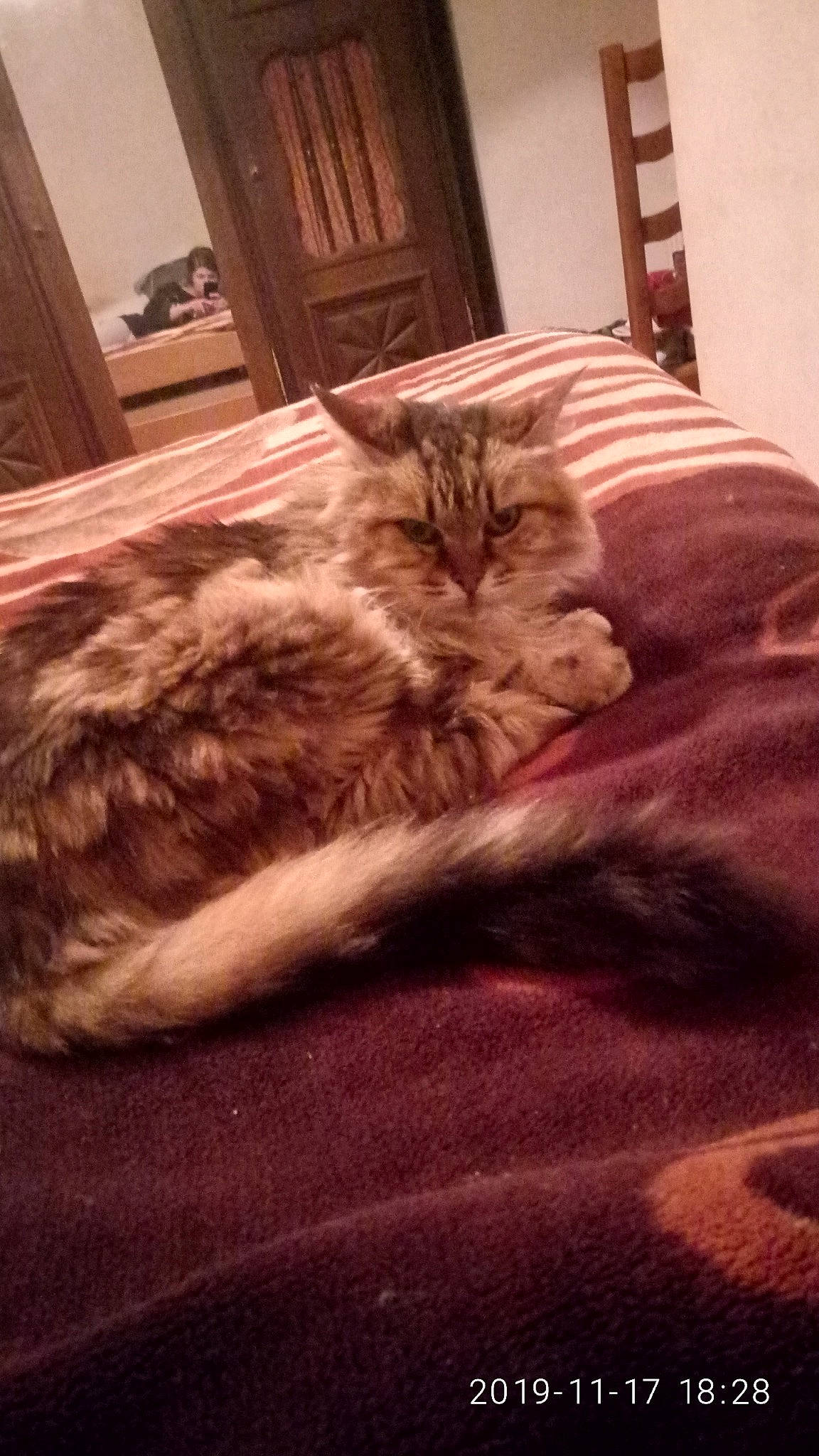 Nino a rejoint le concours — aidez-le/la à gagner de superbes lots ! brown, carnivore, cat, comfort, domestic_short_haired_cat, fawn, felidae, flooring, fur, furniture, hardwood, linens, picture_frame, plant, room, small_to_medium_sized_cats, tail, tints_and_shades, whiskers, wood