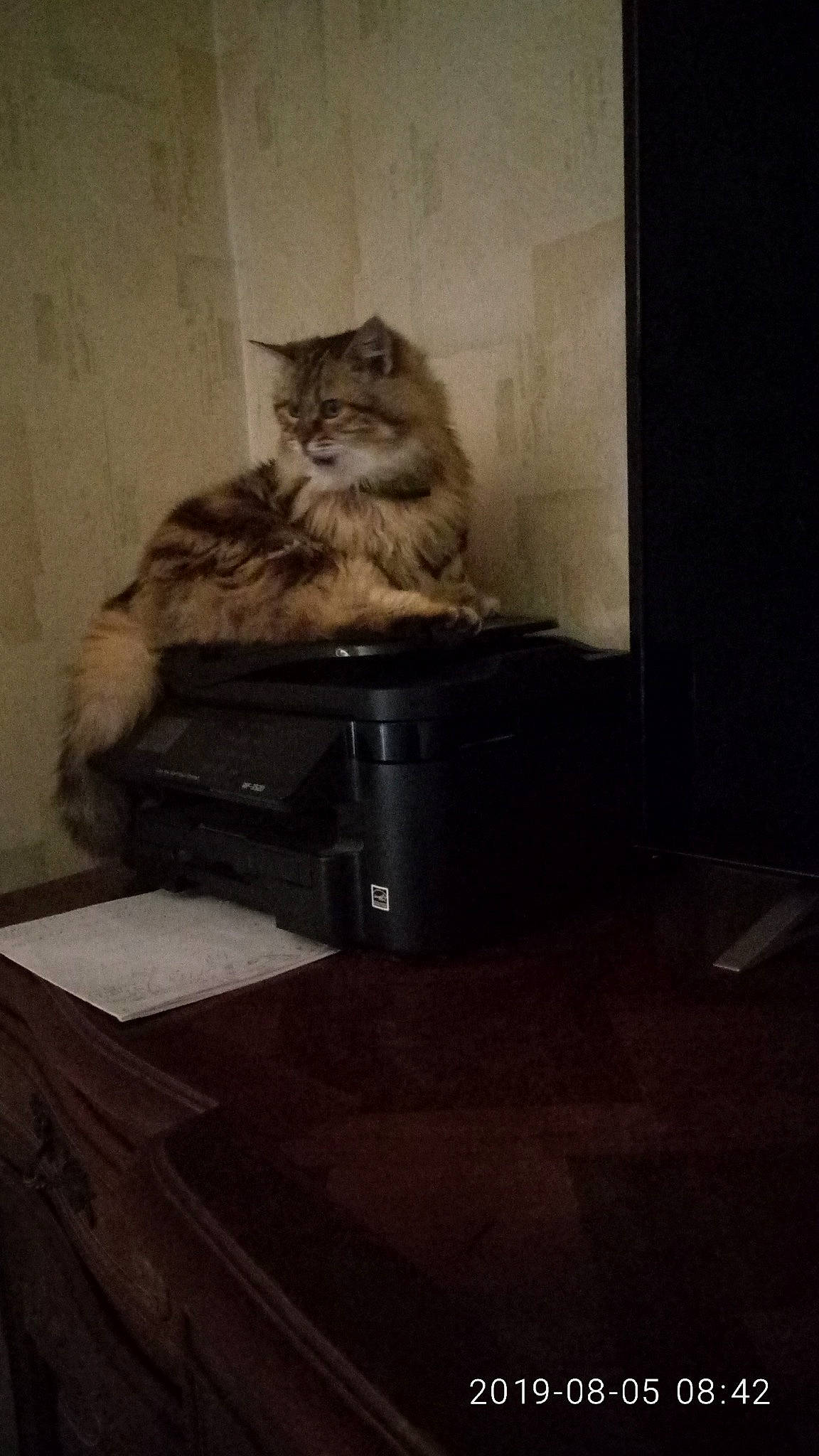 Nino participe au concours pour gagner de l'argent avec cette photo : box, cabinetry, carnivore, cat, chair, chest_of_drawers, comfort, drawer, felidae, floor, flooring, fur, grey, hardwood, room, shelf, sitting, small_to_medium_sized_cats, whiskers, wood