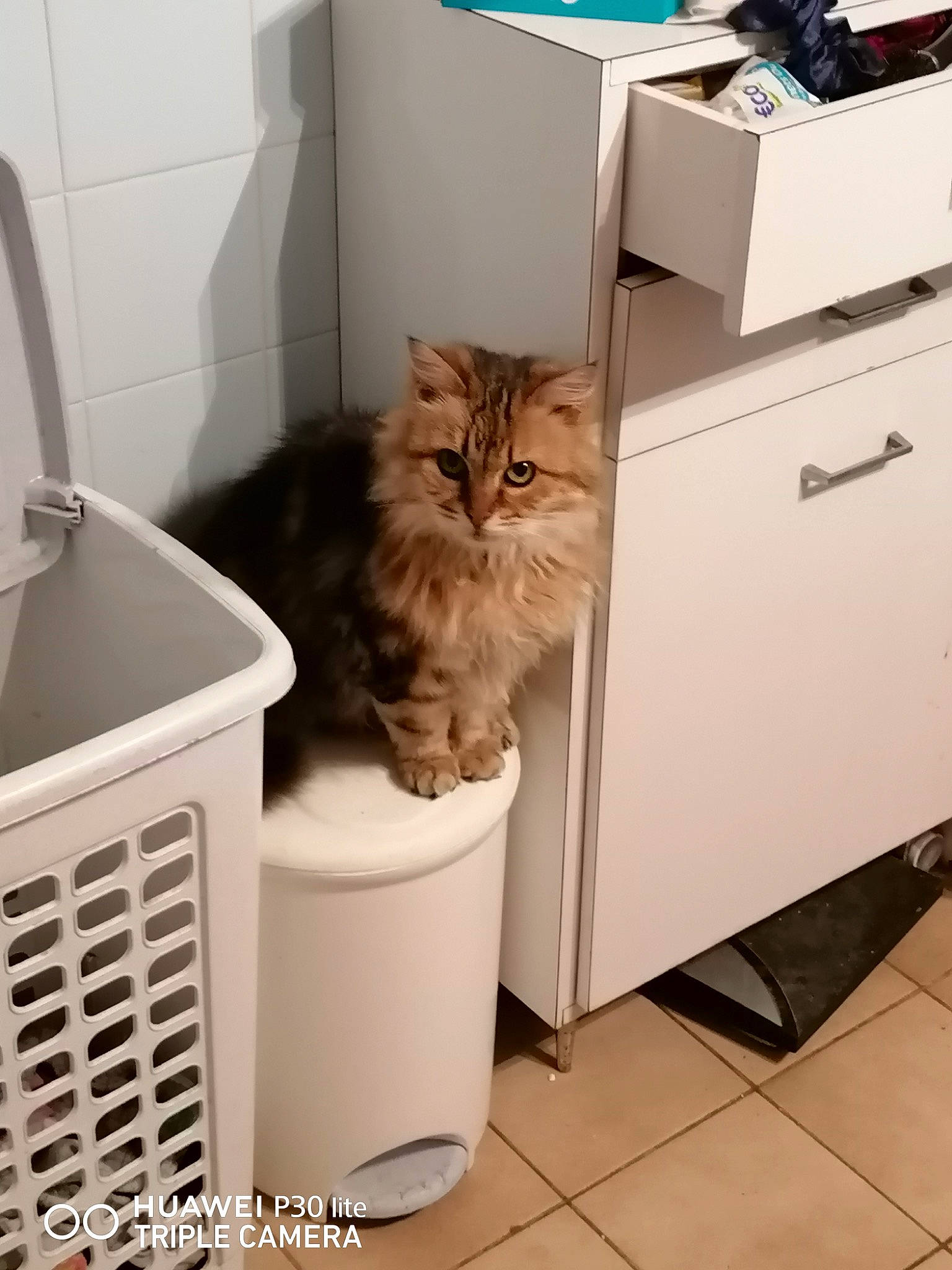 Nino a rejoint le concours — aidez-le/la à gagner de superbes lots ! box, cabinetry, carnivore, cat, drawer, felidae, floor, flooring, hardwood, home_appliance, major_appliance, pet_supply, photocopier, shelf, shelving, shipping_box, small_to_medium_sized_cats, washing_machine, whiskers, wood