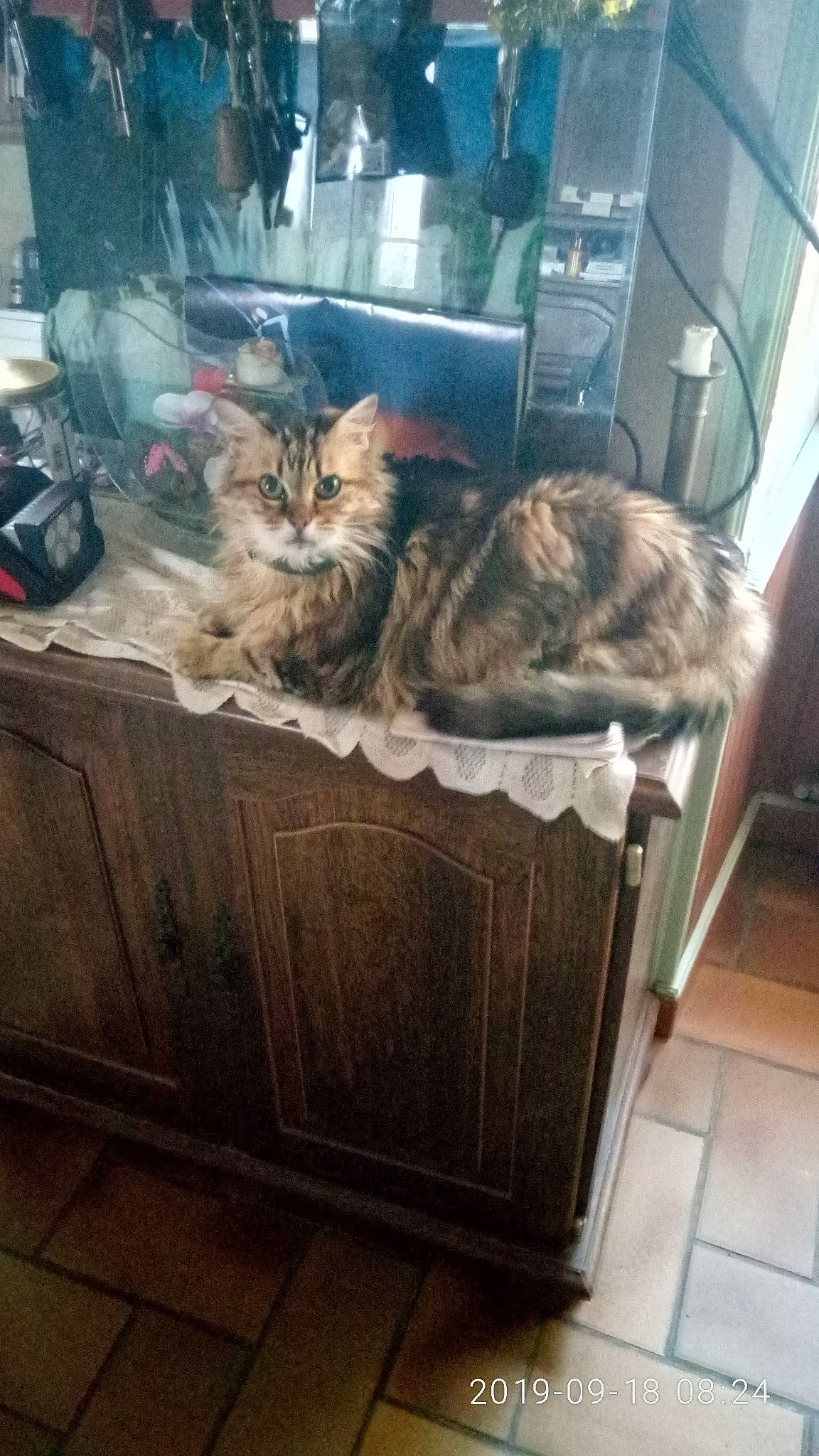 Nino participe au concours pour gagner de l'argent avec cette photo : cabinetry, carnivore, cat, cat_supply, domestic_short_haired_cat, drawer, felidae, fur, hardwood, room, small_to_medium_sized_cats, tail, whiskers, wood