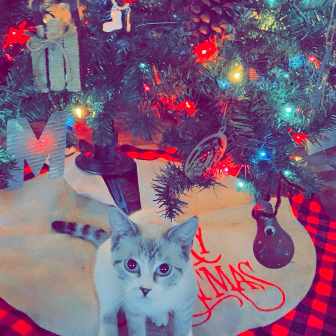 Chloei joined the competition — help win amazing prizes! animal, architecture, building, cat, face, furniture, head, kitten, lighting, outdoors, person, pet, photography, plant, portrait, pottedplant, shelter, table, tree, vegetation