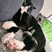 Oscar is registered to the contest to win money with this photo: abyssinian, animal, architecture, armchair, building, cat, chair, couch, cushion, face, furniture, head, homedecor, indoors, kitten, livingroom, manx, person, pet, room