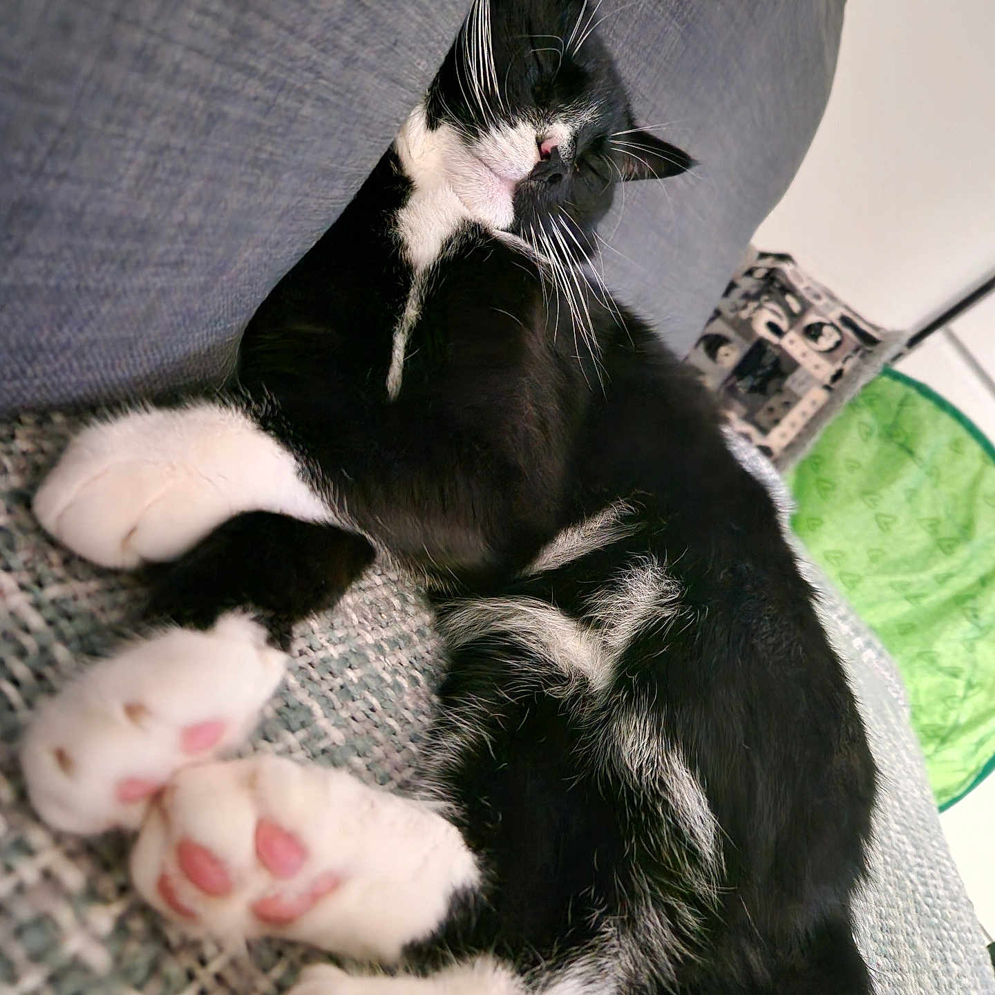 Oscar is registered to the contest to win money with this photo: abyssinian, animal, architecture, armchair, building, cat, chair, couch, cushion, face, furniture, head, homedecor, indoors, kitten, livingroom, manx, person, pet, room