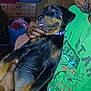 Diamond is registered to the contest to win money with this photo: cartoon_print, clothing, cute, dog, drawer, face, fan, furniture, green_shirt, hand, holding, home, indoor, laundry_basket, person, pet, puppy, relaxed, rottweiler, tongue_out