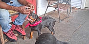 Diamond joined the competition — help win amazing prizes! animal, casual, chair, dog, door, flag, happy, leisure, man, outdoor, pet, porch, puppy, red_bandana, red_shoes, rottweiler, sidewalk, table, tail_wagging, window