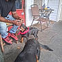 animal, casual, chair, dog, door, flag, happy, leisure, man, outdoor, pet, porch, puppy, red_bandana, red_shoes, rottweiler, sidewalk, table, tail_wagging, window