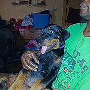 Diamond joined the competition — help win amazing prizes! casual, clutter, dog, drawer, face, fan, furniture, green_tshirt, hand, holding, home, indoor, person, portrait, puppy, relaxed, rottweiler, shelves, smiling_dog, tongue_out