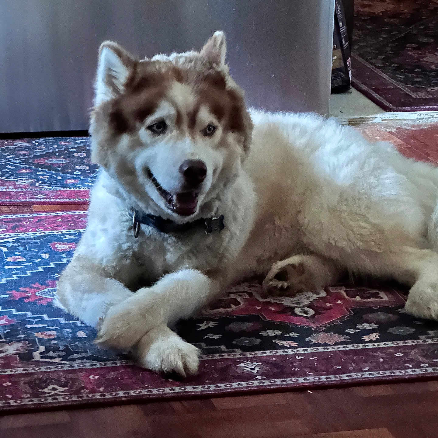 Simba joined the competition — help win amazing prizes! animal, canine, carpet, collar, cute, dog, domestic, floor, friendly, fur, home, husky, indoor, lying_down, mammal, pet, portrait, relaxed, resting, smiling
