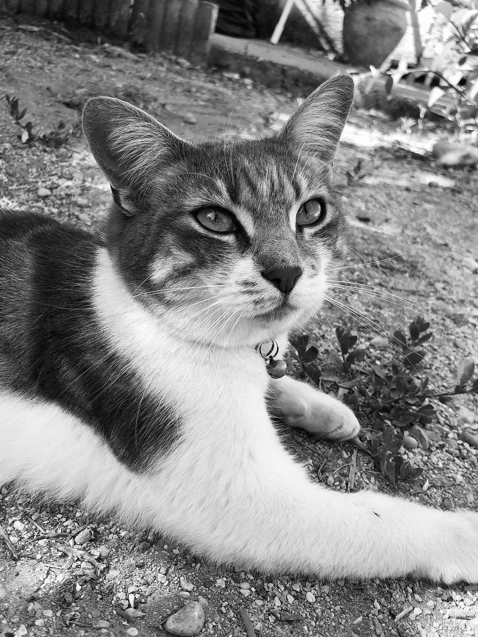 Amour a rejoint le concours — aidez-le/la à gagner de superbes lots ! aegean_cat, american_wirehair, asian, black_and_white, carnivore, cat, domestic_short_haired_cat, european_shorthair, eye, felidae, grass, mammal, monochrome, photography, small_to_medium_sized_cats, snapshot, snout, tabby_cat, whiskers, wild_cat