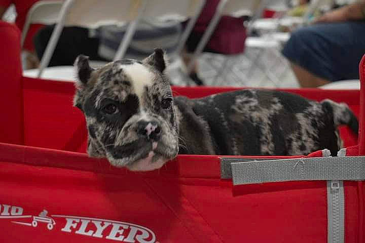 Digit joined the competition — help win amazing prizes! canidae, carnivore, collar, companion_dog, dog, dog_breed, dog_collar, fur, non_sporting_group, puppy, schnauzer, snout, sporting_group, toy_dog, whiskers, wrinkle