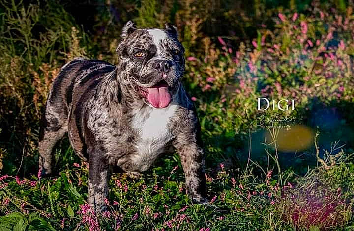 Digit is registered to the contest to win money with this photo: bulldog, canidae, carnivore, companion_dog, dog, dog_breed, fawn, flower, garden, grass, groundcover, herbaceous_plant, landscape, molosser, plant, snout, terrestrial_animal, wildlife, working_dog, wrinkle