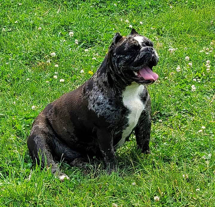 Digit joined the competition — help win amazing prizes! bulldog, canidae, carnivore, collar, companion_dog, dog, dog_breed, fawn, grass, grassland, groundcover, non_sporting_group, plant, snout, sporting_group, tail, terrestrial_animal, whiskers, working_animal, working_dog