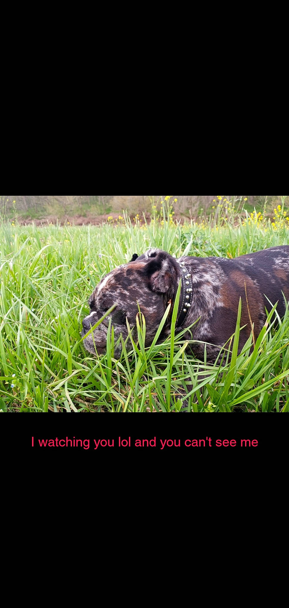 Digit is registered to the contest to win money with this photo: _geese_and_swans, beak, carnivore, dog_breed, ducks, felidae, font, fur, grass, grassland, hierochloe, livestock, natural_landscape, pasture, photo_caption, plant, prairie, terrestrial_animal, terrestrial_plant, wildlife