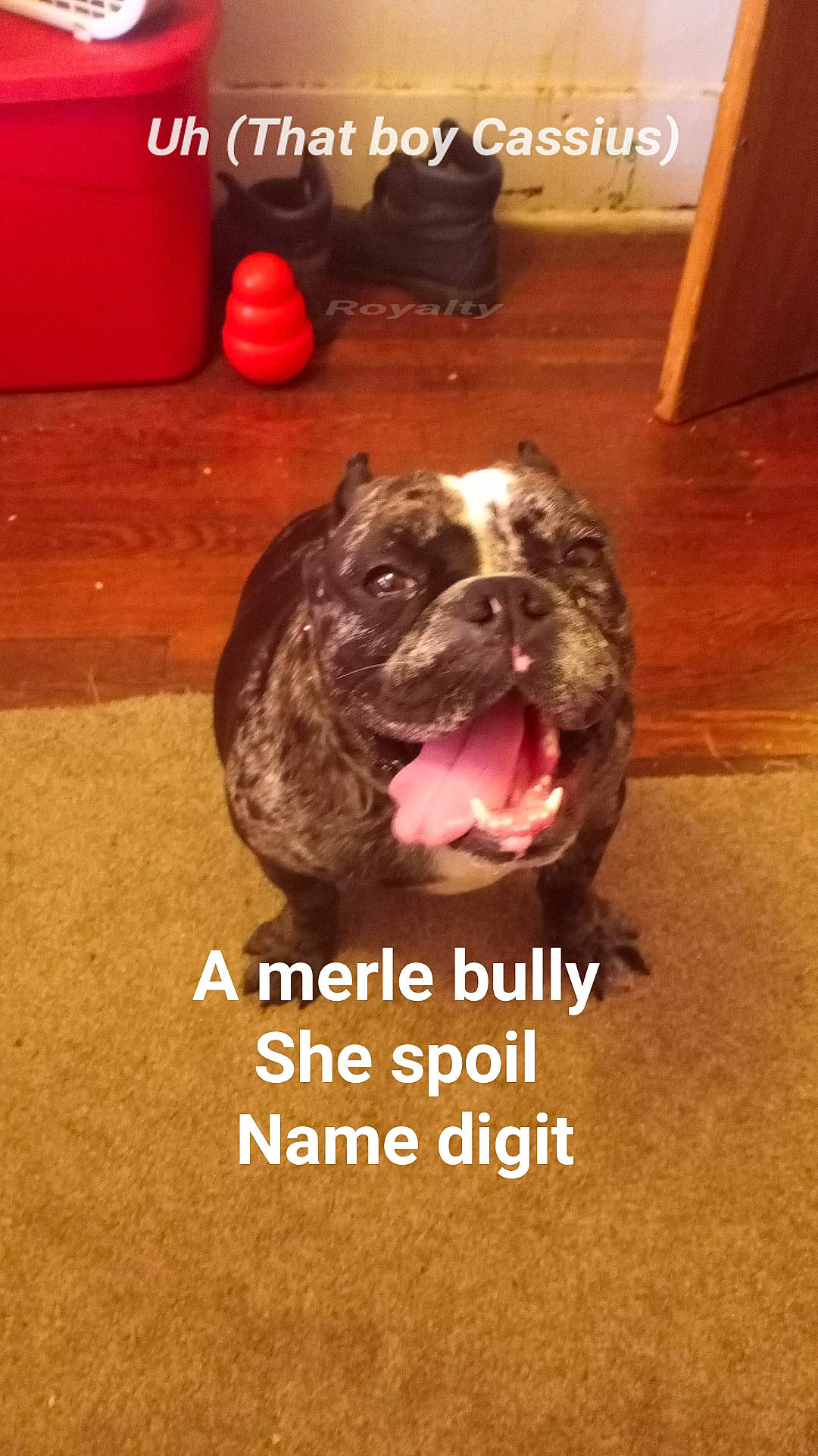 Digit joined the competition — help win amazing prizes! bulldog, canidae, carnivore, companion_dog, dog, dog_breed, fawn, floor, flooring, fur, hardwood, liver, molosser, paw, photo_caption, snout, sporting_group, whiskers, wood, wrinkle