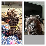 Bruno Randall is registered to the contest to win money with this photo: dog, pet, indoor, brown_fur, yellow_harness, close_up, hand, blanket, floral_pattern, television, furniture, curious_expression, scruffy, portrait, animal, companion, domestic, face, looking_up, household