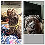 dog, pet, indoor, brown_fur, yellow_harness, close_up, hand, blanket, floral_pattern, television, furniture, curious_expression, scruffy, portrait, animal, companion, domestic, face, looking_up, household