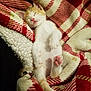 kitten, cat, sleeping, paw_pads, blanket, plaid, cozy, fur, pink_nose, relaxed, cute, indoor, pet, animal, resting, soft, small, white_fur, orange_fur, sleep