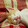 kitten, cat, sleeping, closeup, fur, pink_nose, whiskers, ear, blanket, plaid, red, cream, soft, cozy, pet, animal, cute, rest, relaxation, domestic