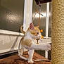 kitten, cat, orange_and_white, scratching_post, carpeted_platform, toy, indoor, pet, feline, paw, playful, scratching, fur, whiskers, ears, tail, closeup, brown_carpet, wall, window