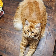 Ozzy joined the competition — help win amazing prizes! cat, cozy, domestic_cat, ears, flower, flower_arrangement, fluffy, fur, furniture, home, indoor, long_paws, orange_cat, pet, relaxed, stretching, table, tail, whiskers, wooden_table