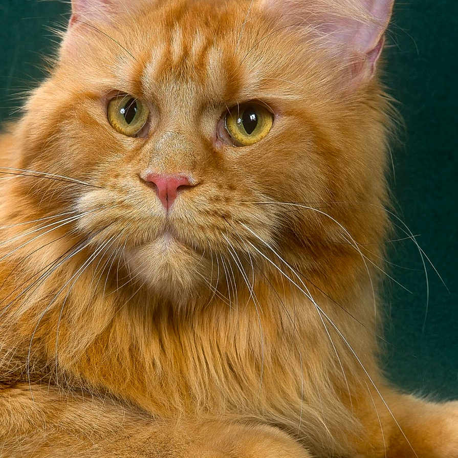 Ozzy is registered to the contest to win money with this photo: abyssinian, advertisement, angora, animal, cat, computerhardware, electronics, envelope, greetingcard, hardware, kitten, mail, manx, pet, poster, snout, text