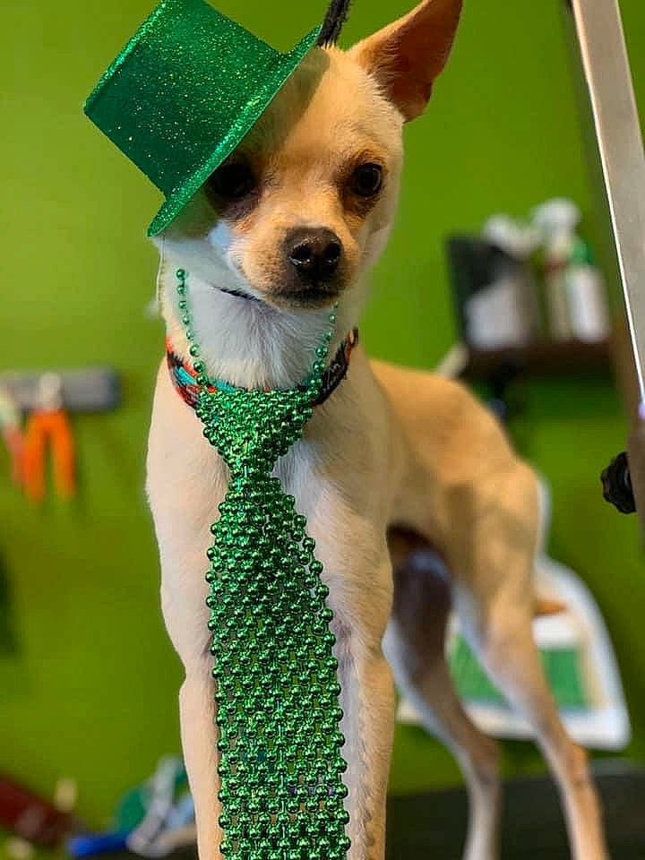 Radio joined the competition — help win amazing prizes! ancient_dog_breeds, canidae, carnivore, chihuahua, companion_dog, conformation_show, dog, dog_breed, english_toy_terrier, fawn, feist, mammal, miniature_fox_terrier, puppy, rat_terrier, snout, tenterfield_terrier, toy_dog, toy_fox_terrier, vertebrate