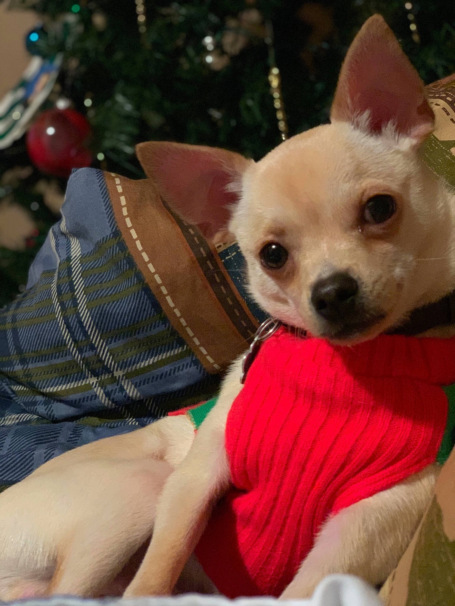 Radio joined the competition — help win amazing prizes! canidae, carnivore, chihuahua, christmas, companion_dog, dog, dog_breed, dog_clothes, fawn, holiday, mammal, non_sporting_group, puppy, puppy_love, snout, toy_dog, vertebrate