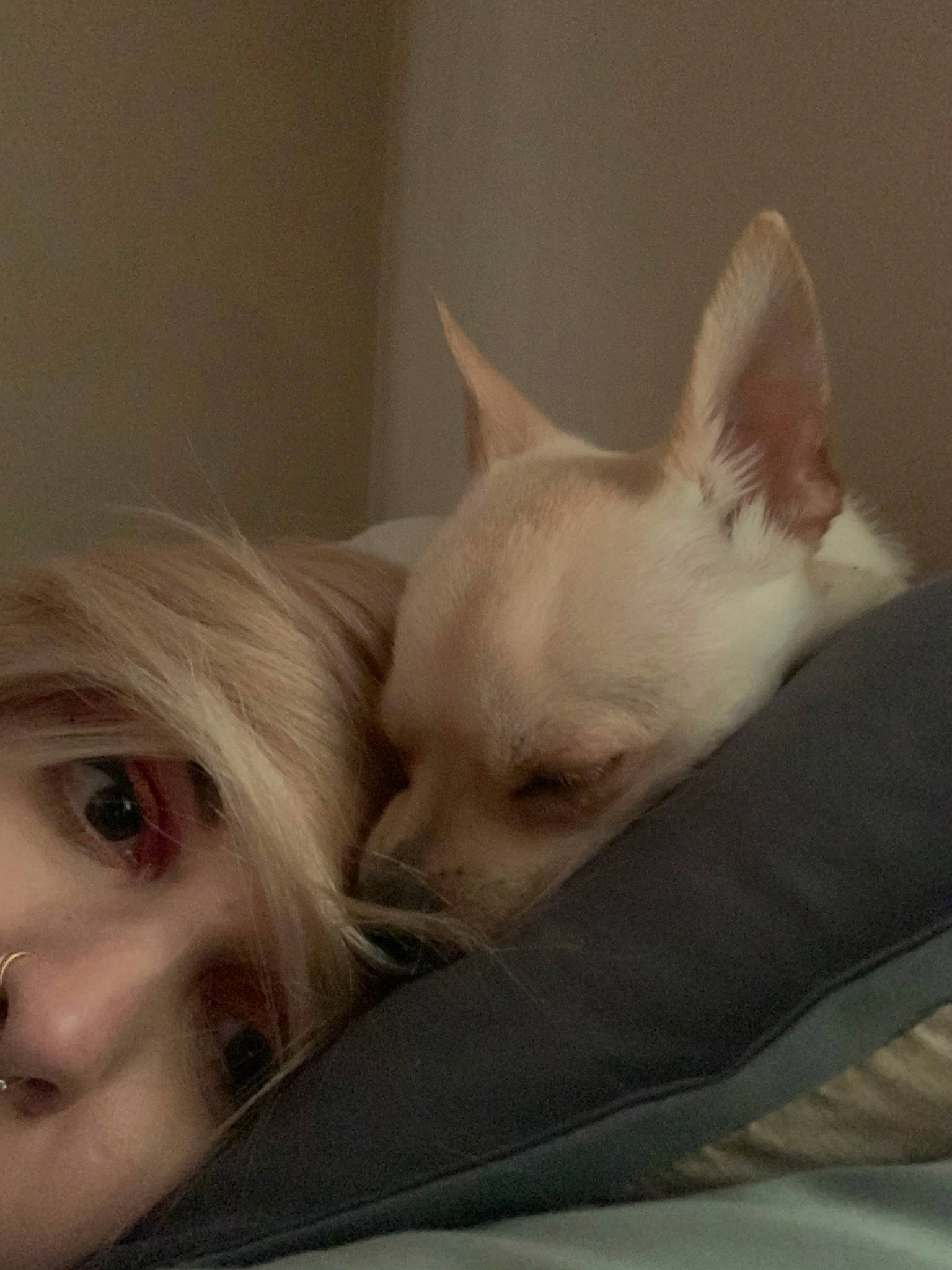 Radio is registered to the contest to win money with this photo: canidae, carnivore, chihuahua, companion_dog, dog, dog_breed, ear, eye, fawn, head, mammal, nap, non_sporting_group, nose, puppy, puppy_love, skin, snout, toy_dog, whiskers