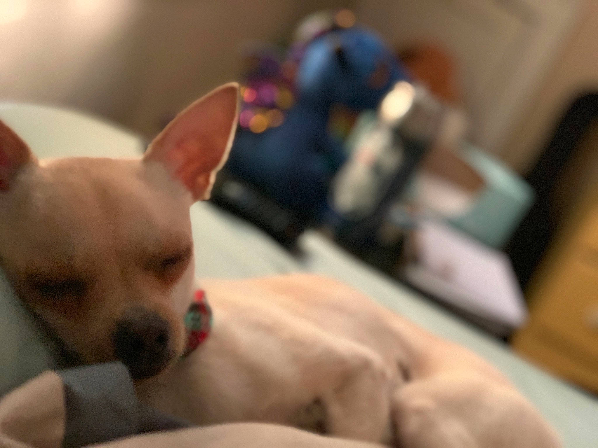 Radio joined the competition — help win amazing prizes! canidae, carnivore, chihuahua, companion_dog, dog, dog_breed, ear, fawn, mammal, non_sporting_group, puppy, snout, toy_dog, vertebrate