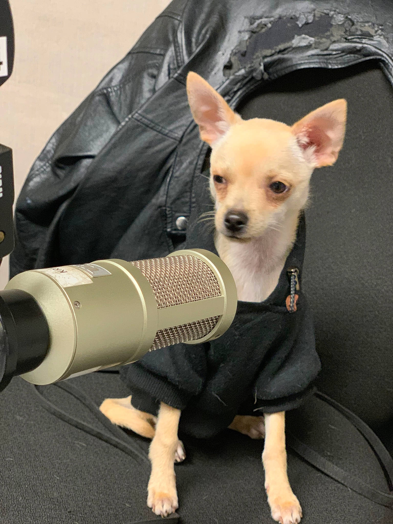 Radio joined the competition — help win amazing prizes! canidae, car_seat, carnivore, chihuahua, companion_dog, dog, dog_breed, dog_clothes, ear, english_toy_terrier, fawn, jacket, mammal, outerwear, prazsky_krysarik, puppy, russkiy_toy, snout, toy_dog, vertebrate