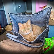 Lila joined the competition — help win amazing prizes! cat, ginger_cat, green_eyes, felt_bed, cozy, indoor, pet, relaxed, furniture, cushion, home, room, household_items, fabric, resting, cute, animal, domestic_cat, soft, comfortable