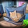 cat, ginger_cat, green_eyes, felt_bed, cozy, indoor, pet, relaxed, furniture, cushion, home, room, household_items, fabric, resting, cute, animal, domestic_cat, soft, comfortable