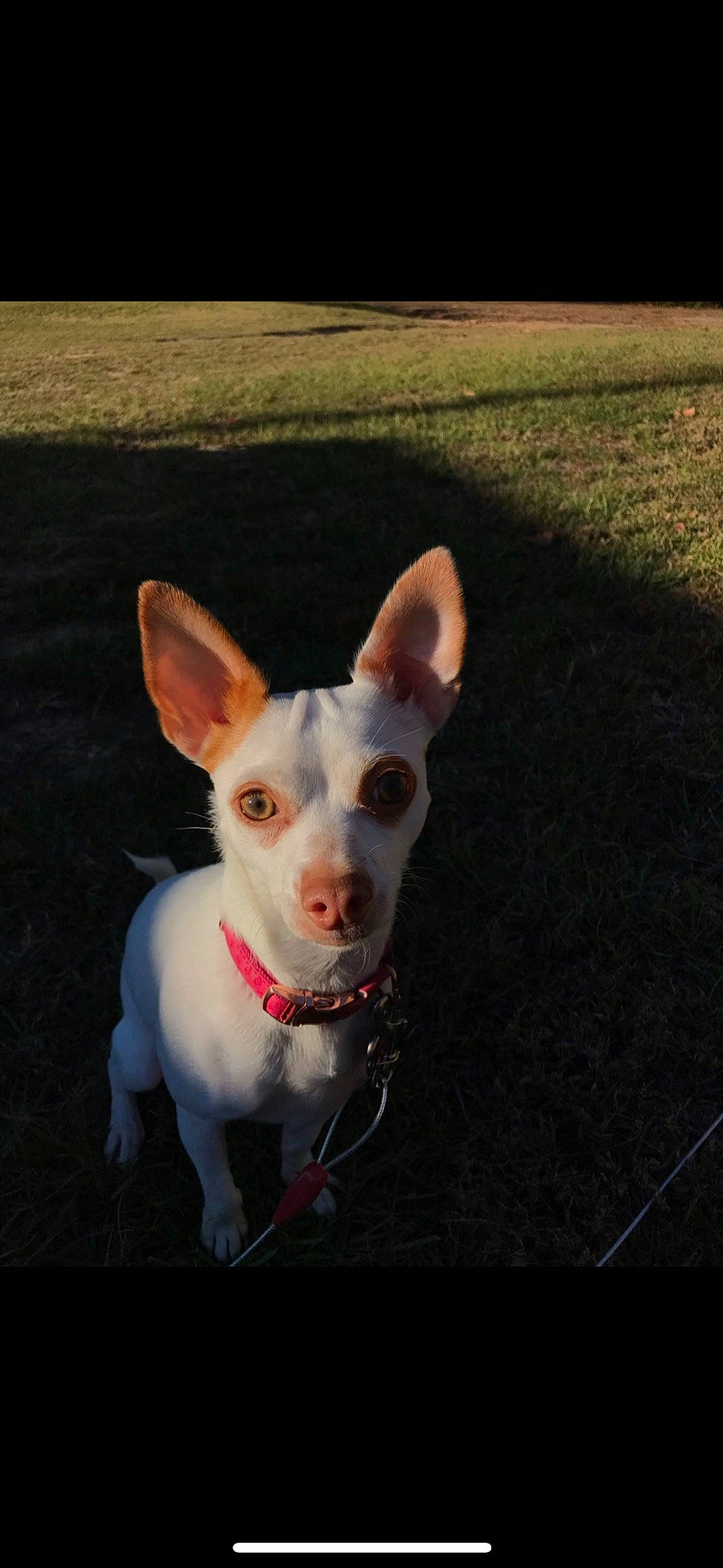 Abbi is registered to the contest to win money with this photo: canidae, carmine, carnivore, collar, companion_dog, dog, dog_breed, ear, eye, fawn, grass, head, non_sporting_group, snout, sporting_group, tail, terrestrial_animal, whiskers, working_animal