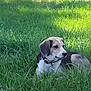 Phoenix is registered to the contest to win money with this photo: animal, beagle, canine, collar, daytime, dog, ears, field, fur, grass, greenery, leisure, mammal, nature, outdoor, pet, quiet, relaxing, resting, sunlight