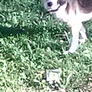 Phoenix is registered to the contest to win money with this photo: animal, backyard, blur, canine, collar, curious, daylight, dog, fur, grass, greenery, ground, looking, mammal, nature, outdoor, pet, standing, sunlight, unfocused